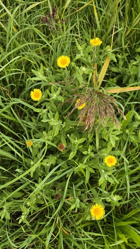 Common Fleabane