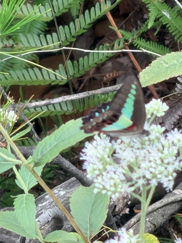 Common Bluebottle