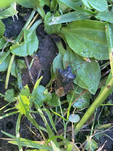 Forest Bug