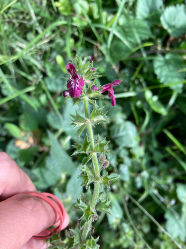 hedge woundwort