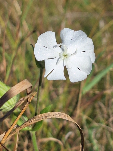 white campion
