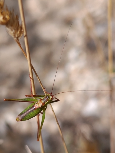 Speckled Bush-cricket