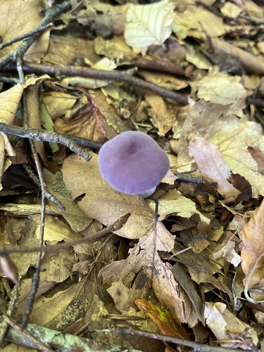 Amethyst Deceiver