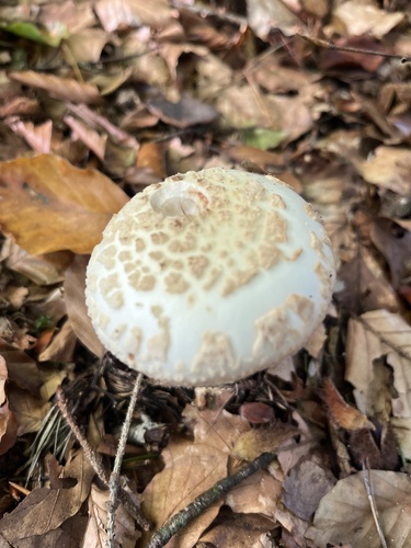 False Death-cap
