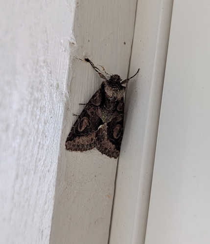 Green-brindled Crescent
