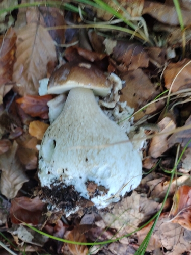 King Bolete