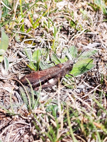 Rattle Grasshopper
