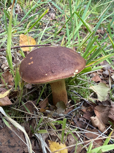 Bay Bolete
