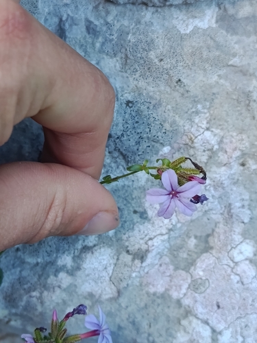 common leadwort