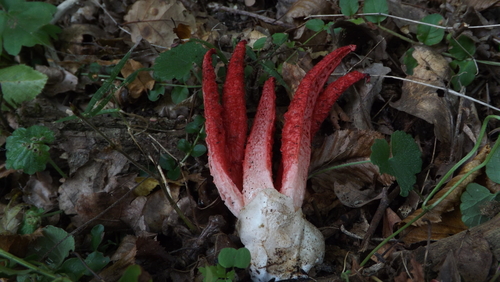 devil's-fingers