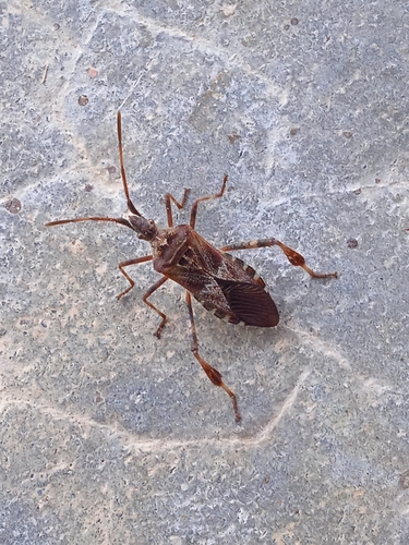 Western Conifer Seed Bug