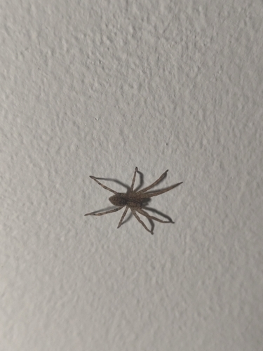 Mediterranean Spiny False Wolf Spider