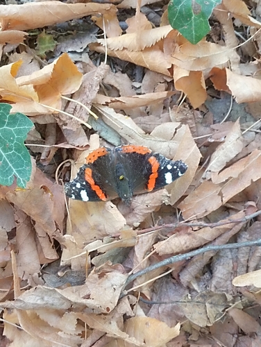 Red Admiral