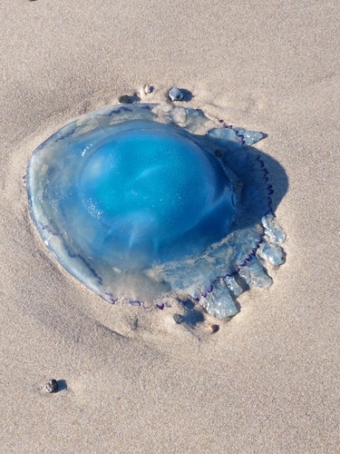 Dustbin-lid Jelly