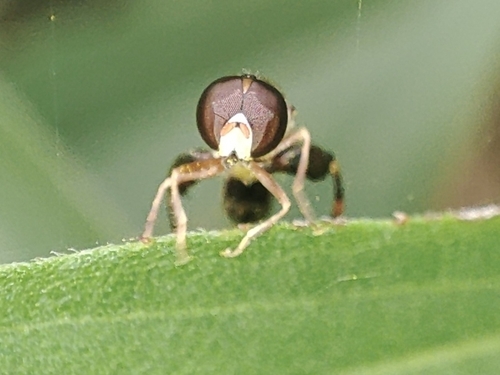 Thick-legged Hover Fly