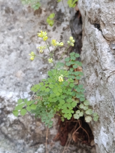 Lesser Meadow-rue