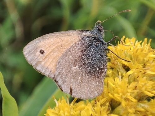 Small Heath