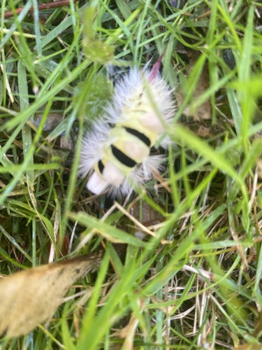 Pale Tussock Moth
