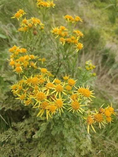 ragwort