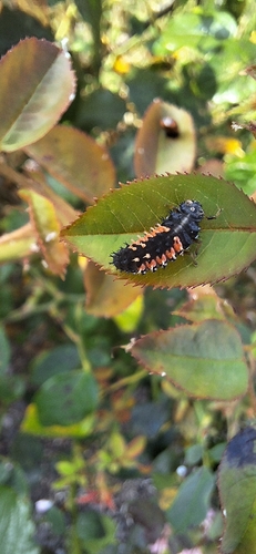Asian Lady Beetle
