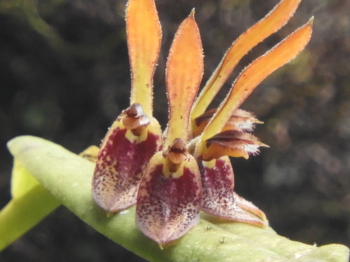 Acianthera geminicaulina