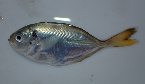 Razorbelly Trevally