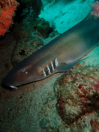 Brown-banded Bamboo Shark