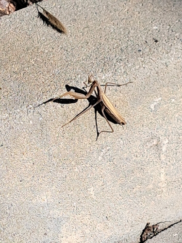 European Mantis