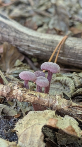 Amethyst Deceiver