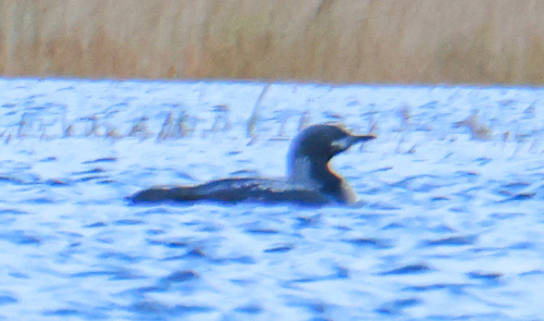 Pacific Loon
