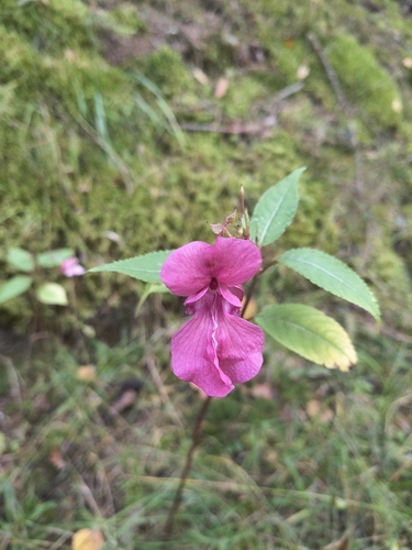 Himalayan balsam