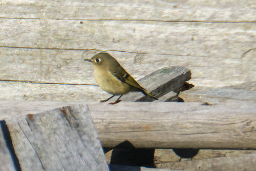 Ruby-crowned Kinglet