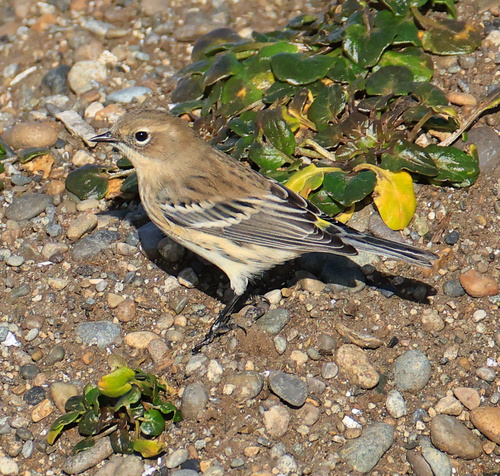 Yellow-rumped Warbler