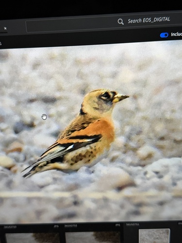 Brambling
