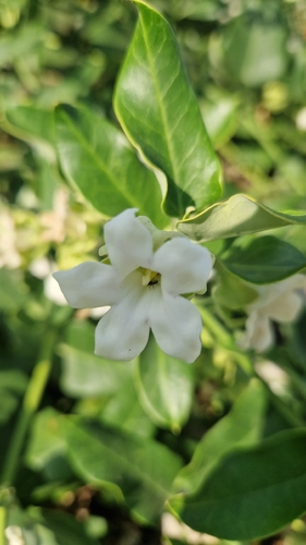 Moth Vine