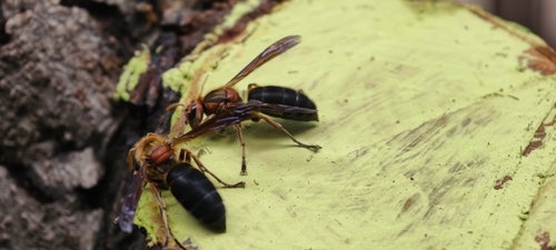 Black-bellied Hornet