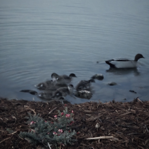 Australian Wood Duck