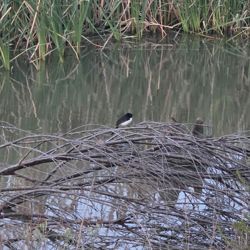 Willie Wagtail