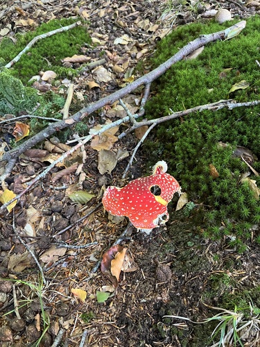 Fly Agaric
