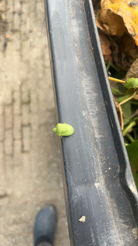 Southern Green Stink Bug