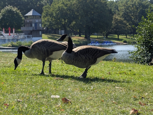 Canada Goose