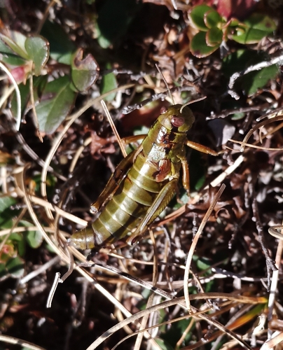 Carinthian Mountain Grasshopper