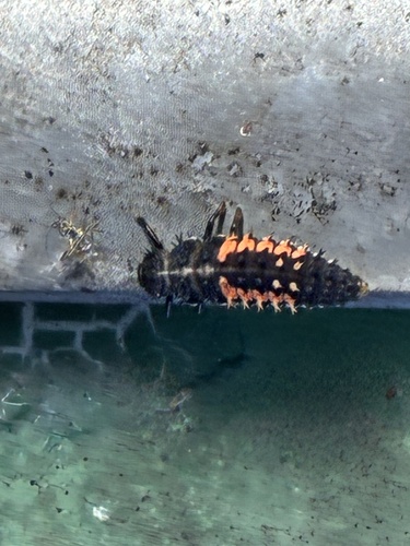 Asian Lady Beetle