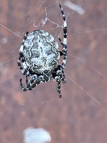 Grey Cross Spider