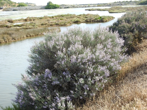 Limoniastrum monopetalum