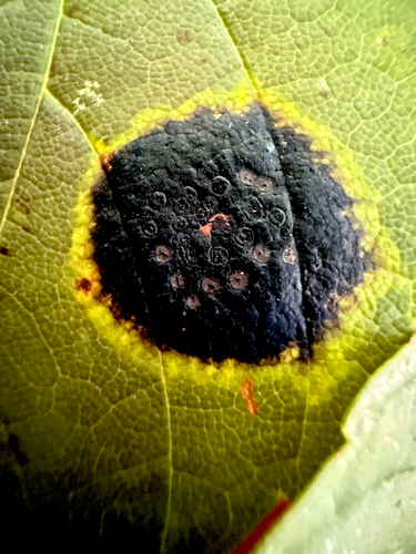 Black Tar Spot