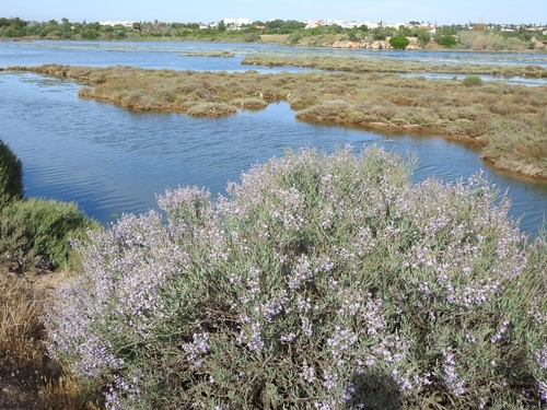 Limoniastrum monopetalum