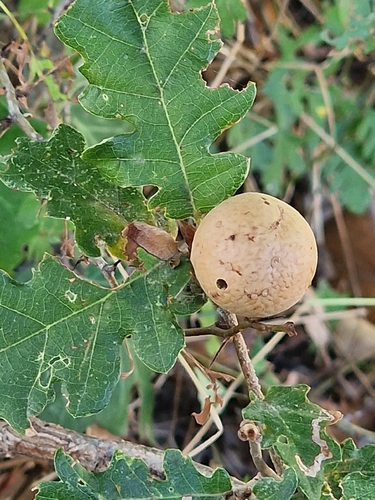 Oak Marble Gall Wasp