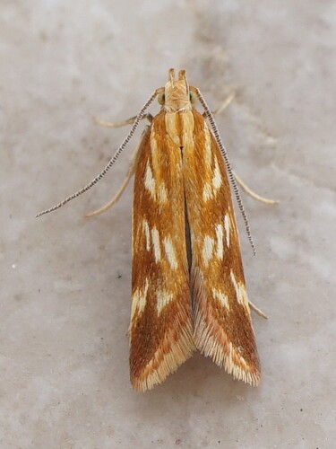 Mirificarma eburnella