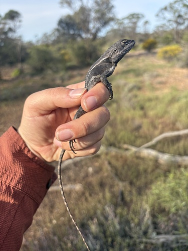 Nobbi Dragon